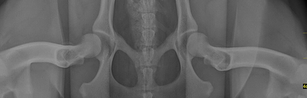 PennHIP- Hip Dysplasia Screening