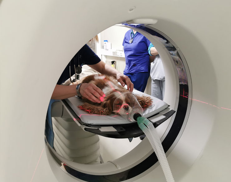 Is It Safe or Appropriate to Use CT Scans on Older Dogs?