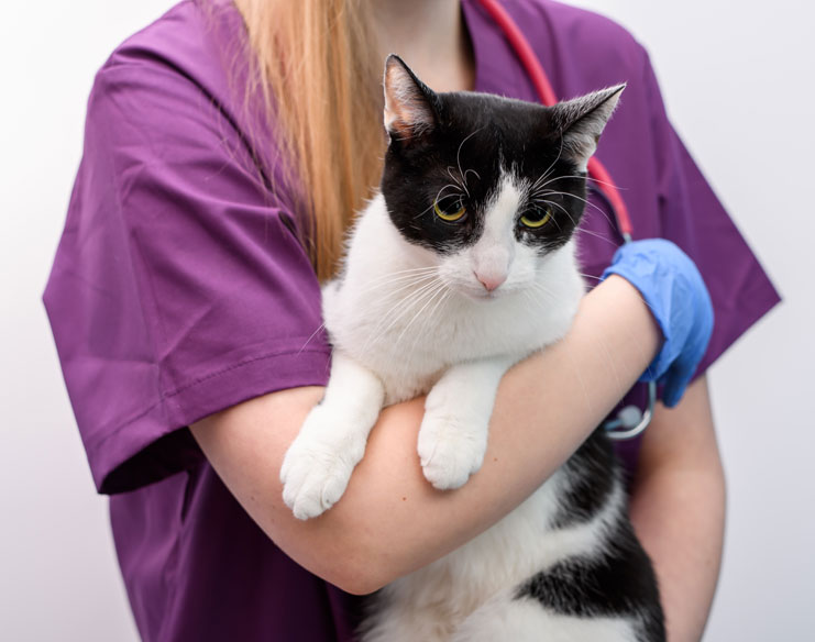 Cat Cancer