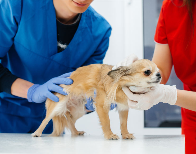 What Factors Should I Consider Before Choosing a Pet Clinic?