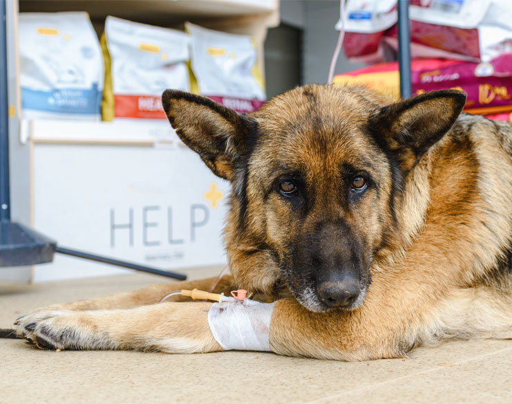 5 Most Common Cancers That Canines Suffer From
