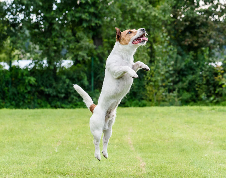 6 Common Orthopaedic Problems in Dogs