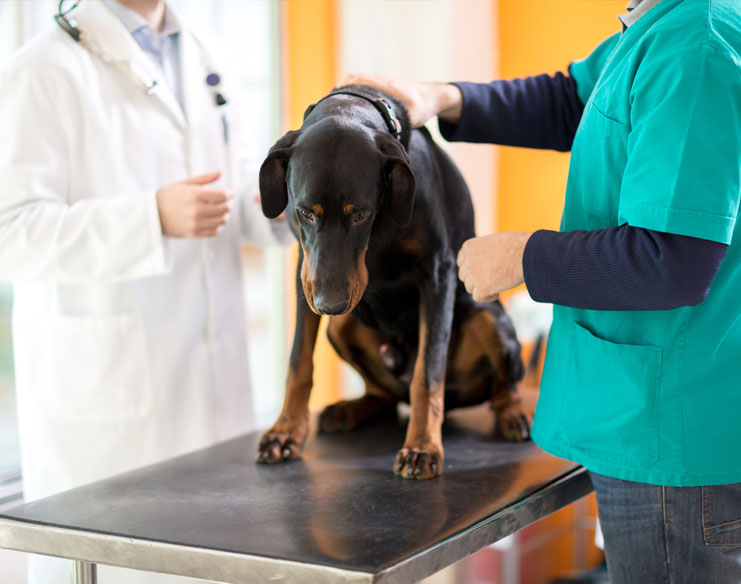 How Is Dog Cancer Treatment Performed in Singapore?