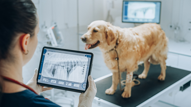 How an Animal Clinic Supports Long-Term Heart Health in Pets
