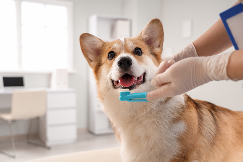 How Often Should Pets Visit a Veterinary Clinic in Singapore? 