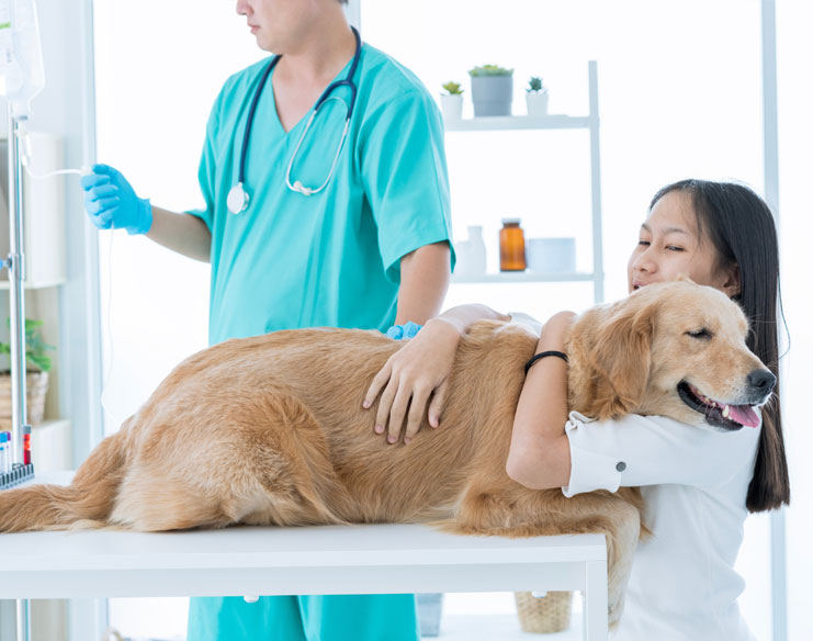 Post-Surgical Care for Pets After Cancer Surgery