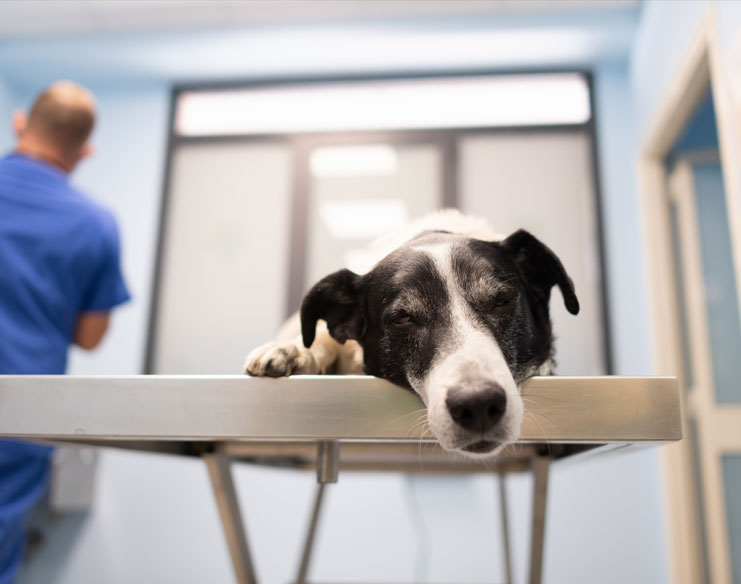 Questions To Ask Your Vet About Orthopaedic Surgery