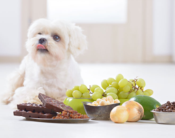 7 Reasons Your Pet Might Need Emergency Care in Singapore