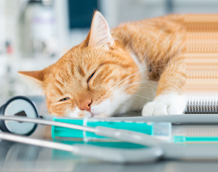 TEER Procedure vs Traditional Heart Surgery for Pets