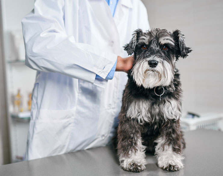 Heart Disease Treatments for Pets