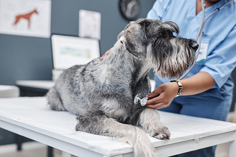Understanding Heart Surgery for Dogs: Conditions, Procedures and Recovery