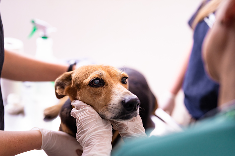 Is Your Vet Clinic in Singapore Well-Equipped for Your Pet?
