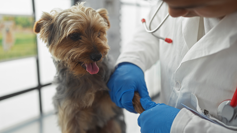 What Pet Owners Should Look for in a Trusted Animal Doctor