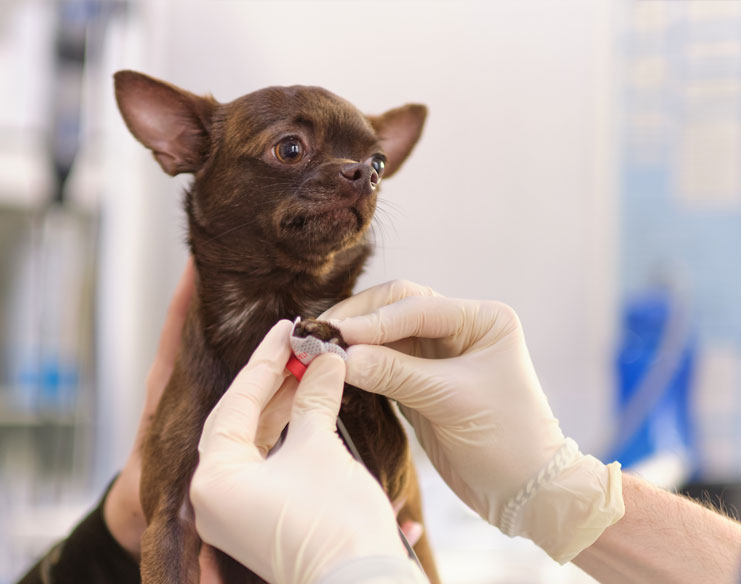 When Does a Dog Need TEER Treatment for Mitral Valve Disease?