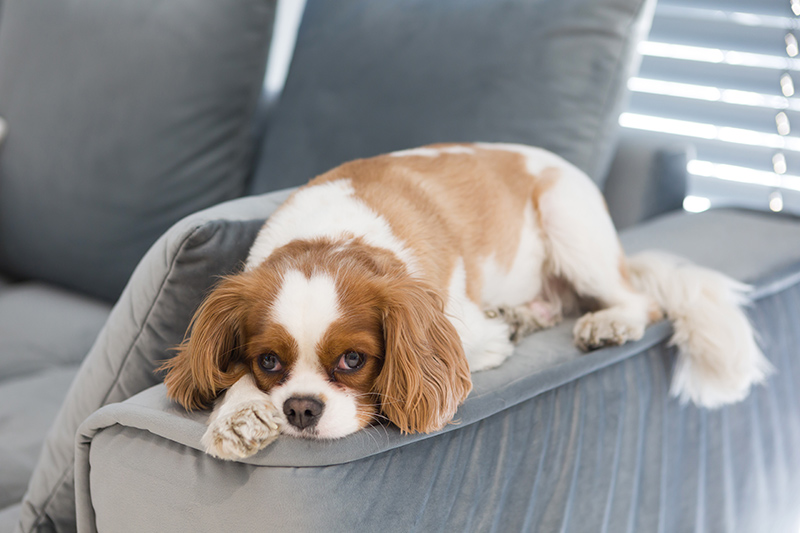 When Should You See an Animal Doctor for Behavioural Changes?