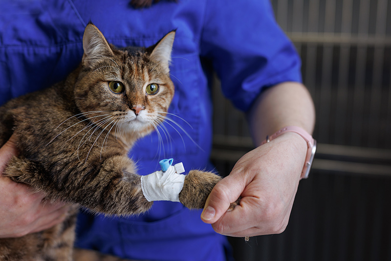 Common Situations That May Require an Emergency Vet Visit