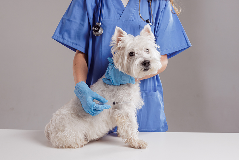 Why Do Vet Costs in Singapore Vary? A Guide to Affordable Veterinary Care 